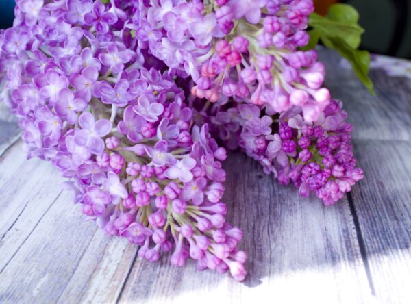 Архив: Электронная книга «Сирень» photo review