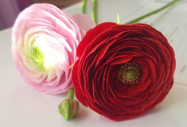 Электронная книга «Ранункулюсы» photo review