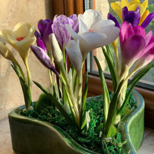 Электронная книга «Крокусы» photo review