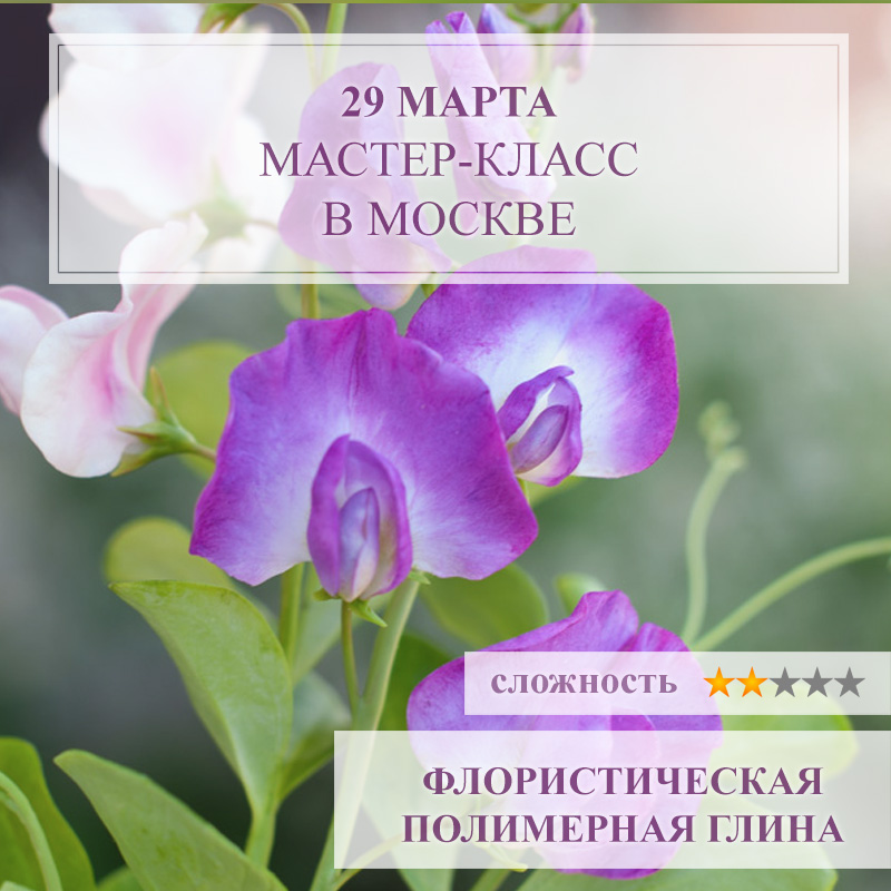 Душистый горошек