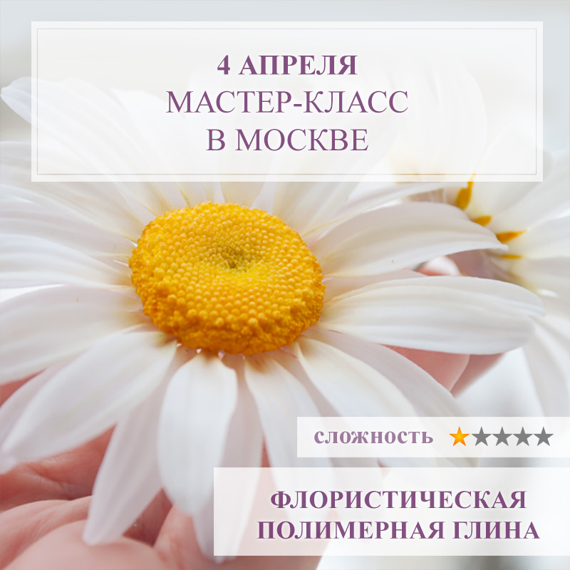 Ромашка садовая