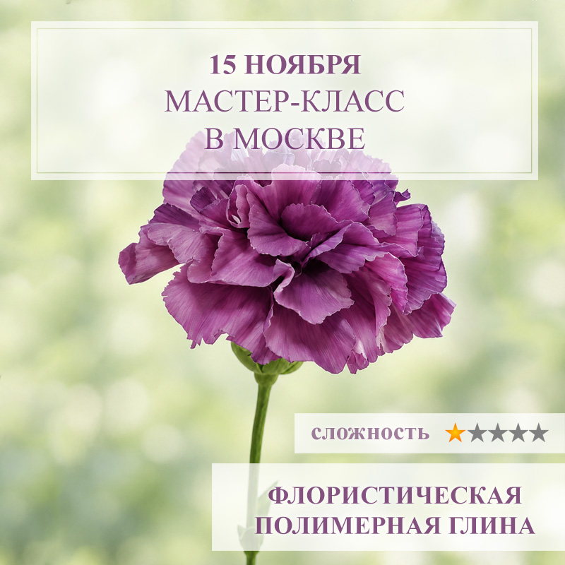 Гвоздика Шабо Садовая