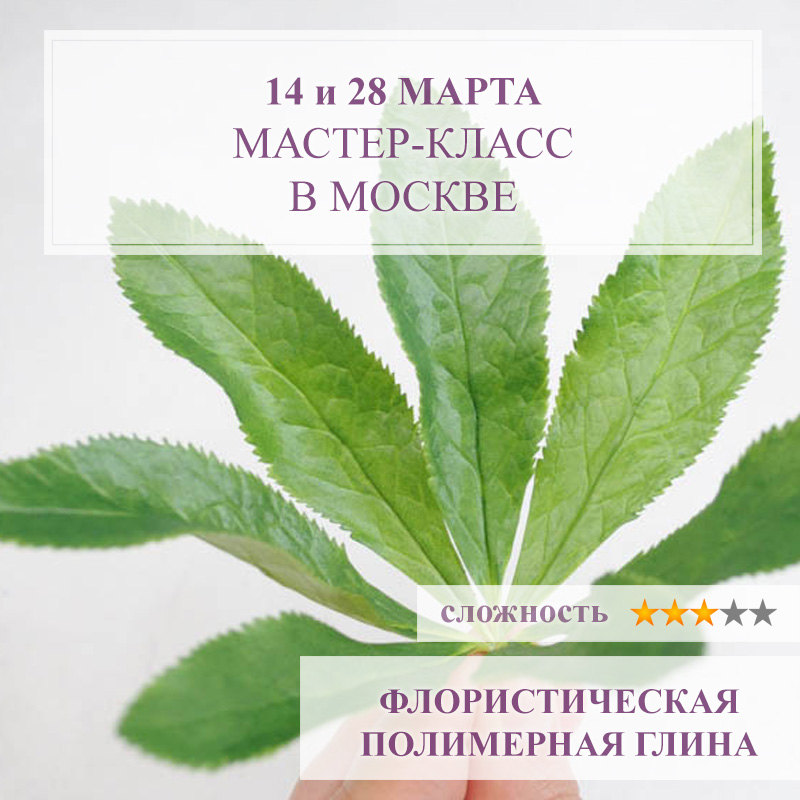 Морозник махровый