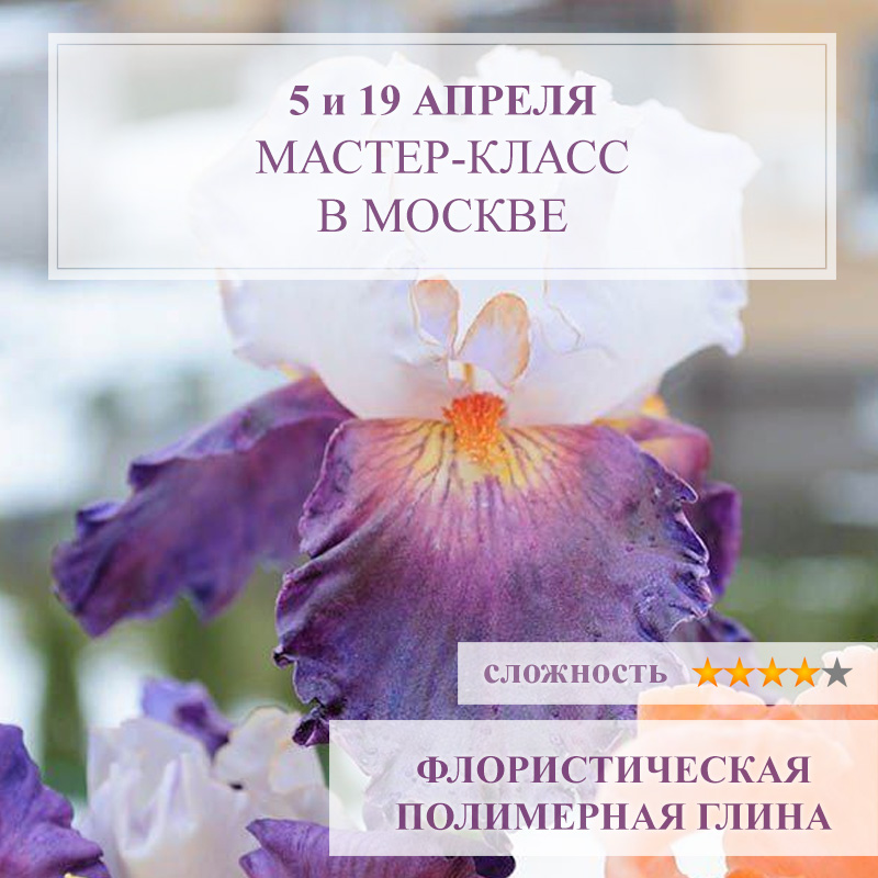 Ирис бородатый