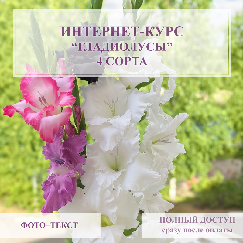 Курс - Гладиолусы