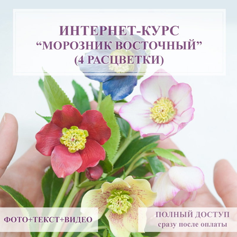 Курс - Морозник восточный