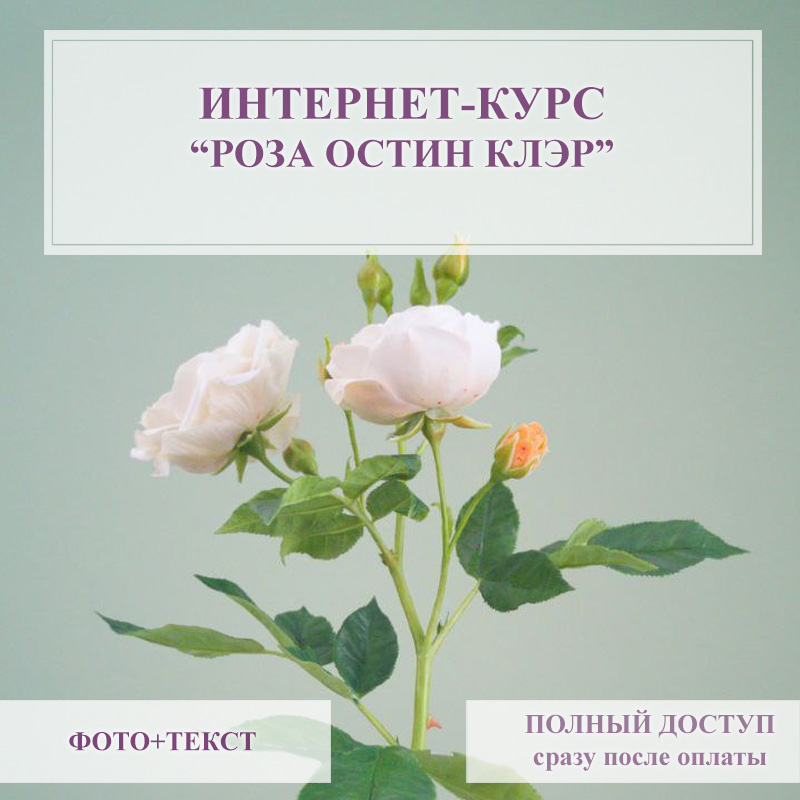 Курс - Роза Клэр Остин