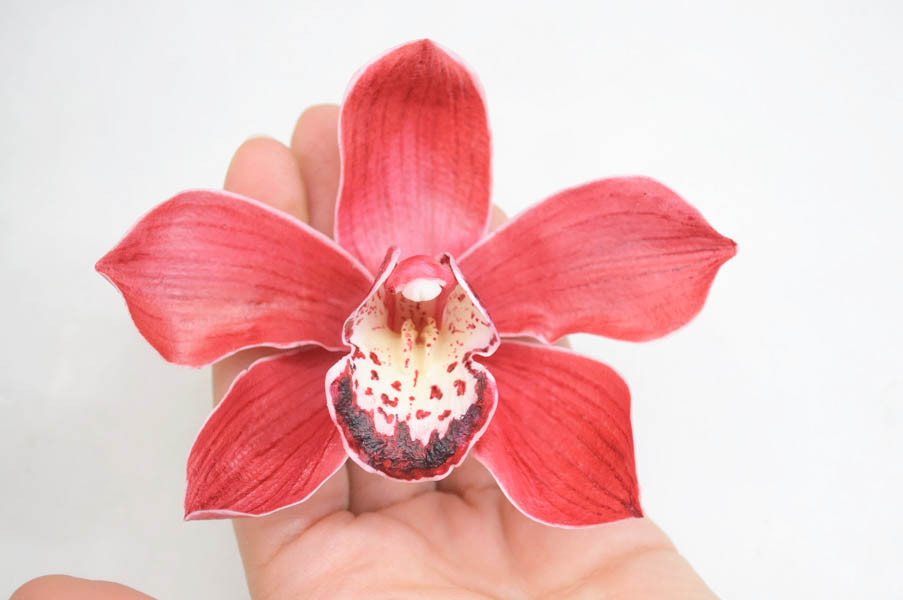 mk-cimbidium-163