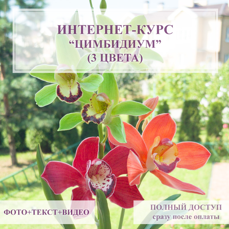 Курс - Цимбидиум