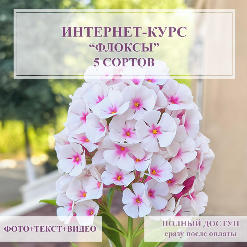 Курс - Флоксы