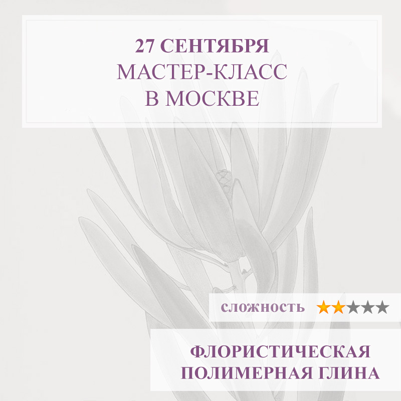 Леукодендрон