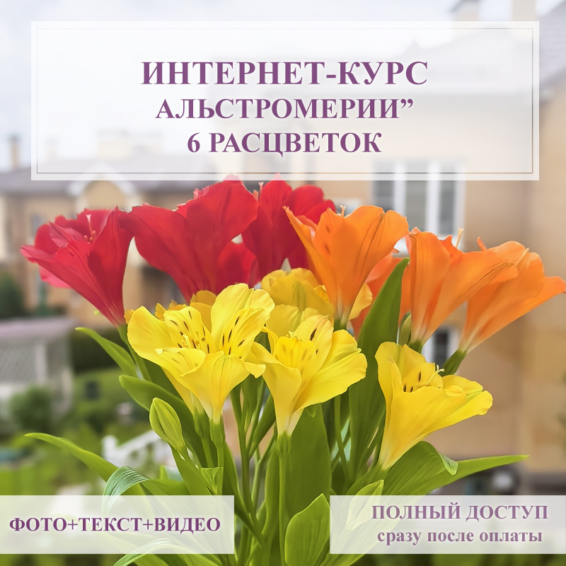 Курс - Альстромерии